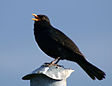 La métaphore du merle noir à l'aile brisée qui chante sa détresse renvoie aux Noirs qui font alors entendre leurs voix en Amérique.