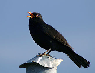 Un merle noir (Turdus merula). (définition réelle 1 002 × 773*)