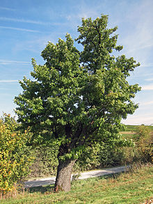 Sorbus domestica