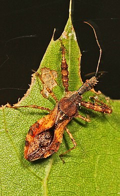 Description de l'image Spined Assassin Bug - Sinea diadema, Julie Metz Wetlands, Woodbridge, Virginia.jpg.