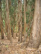 Casca desprendida de eucalipto (Eucalyptus globulus)