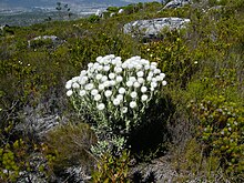 Syncarpha vestita Cape snow.JPG