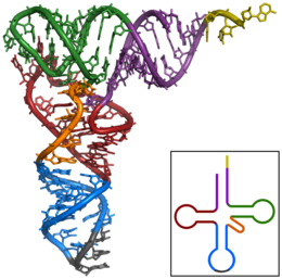 Tertiary structure of tRNA (CCA tail in yellow, Acceptor stem in purple, Variable loop in orange, D arm in red, Anticodon arm in blue with Anticodon in black, T arm in green) TRNA-Phe yeast 1ehz.png