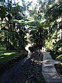 Run-off, Tamborine Mountain Botanic Gardens