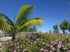 The Thirteen Islands of St Brandon - Images of Île Raphael, Cargados Carajos in Mauritius