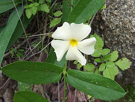 Thunbergia atriplicifolia