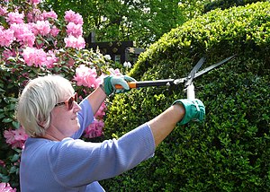 Boxwood clipping with two-handed shears