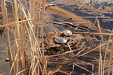 Deux tortues sur une roche au milieu d'un marais
