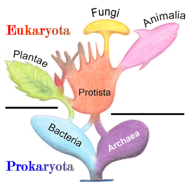 Phylogenetic and symbiogenetic tree of living organisms, showing the origins of eukaryotes and prokaryotes Tree of Living Organisms 2.png