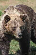 Grizzly medve a veresegyházi Medveotthonban