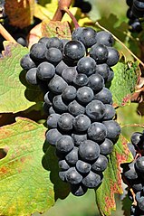 Barbera Nera