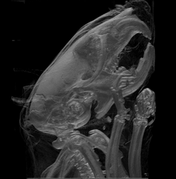 Volume rendering of mouse skull