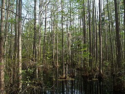 Arbaro Bay State Park Swamp.jpg