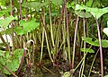 Butterbur colony