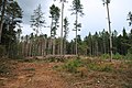 Vykácený les na západním svahu (kůrovcová kalamita 2019)