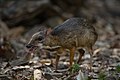 Petit cerf-souris (petit chevrotain malais)