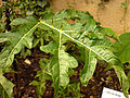 Miniatura para Solanum subg. Leptostemonum