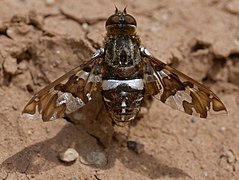 Exoprosopa caliptera