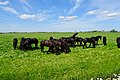 Fries landschap met paarden nabij Boazum