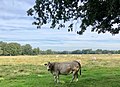 Zondagsbroek (Nationaal Landschap Drentsche Aa)