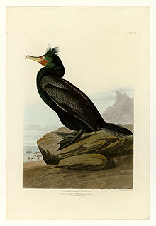 Double-crested cormorant 257 Double-crested Cormorant.jpg