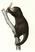 Drawing of brown cuscus