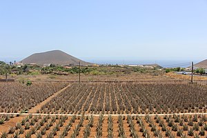 Aloe_vera_farm_Tenerife_2