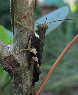 Apalacris varicornis