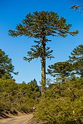 File with largest number of pageviews: Araucaria araucana (10,972 in March 2019).