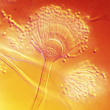 Aspergillus terreus.jpg