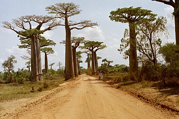 Adansonia grandidieri in Madagaskar