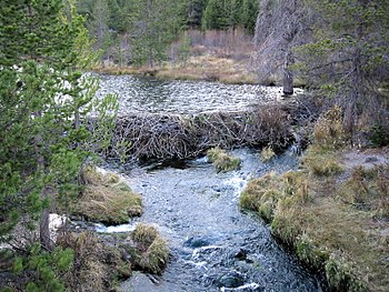 Beaver Dam