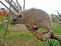 western tree hyrax