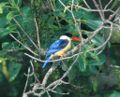 Black-capped kingfisher