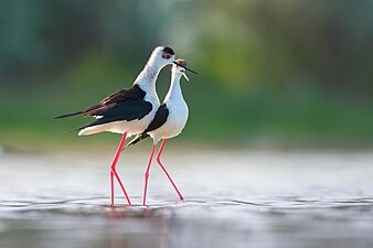 Pair exhibiting courtship behaviour, Kinburn Peninsula, Ukraine