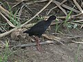 Flad crake2. jpg