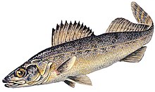 Blue walleye.jpg