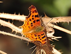 Polygonia satyrus