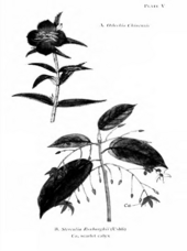 Page from Bose's Manual of Indian Botany