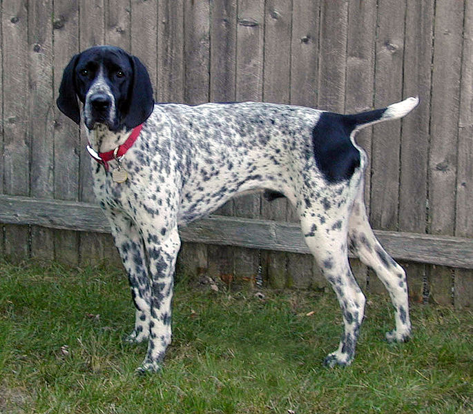 spotted black and white dog