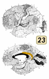 Brodmann Cytoarchitectonics 23.png