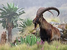 A Walia Ibex in Simien Mountains National Park, one of the national symbols of Ethiopia only found in the Northern parts of the country Capra walie 87176348.jpg