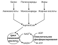 22:50, 3 февраль 2022 өлгөһө өсөн миниатюра