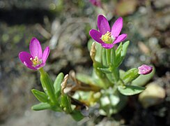 Fleurs de Petite centaurée délicate.