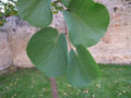 L'albero di Giuda ha foglie tondeggianti