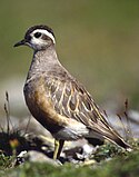 Самец Charadrius morinellus.jpg