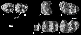 Ископаемые зубы Chilgatherium harrisi