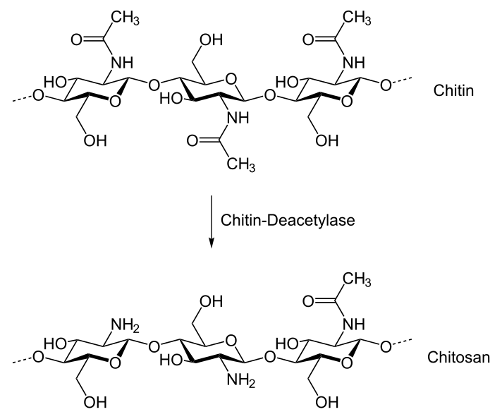 chitosan kidneys