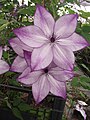 Clematis florida success 'fond memories'.