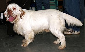 Clumber spaniel